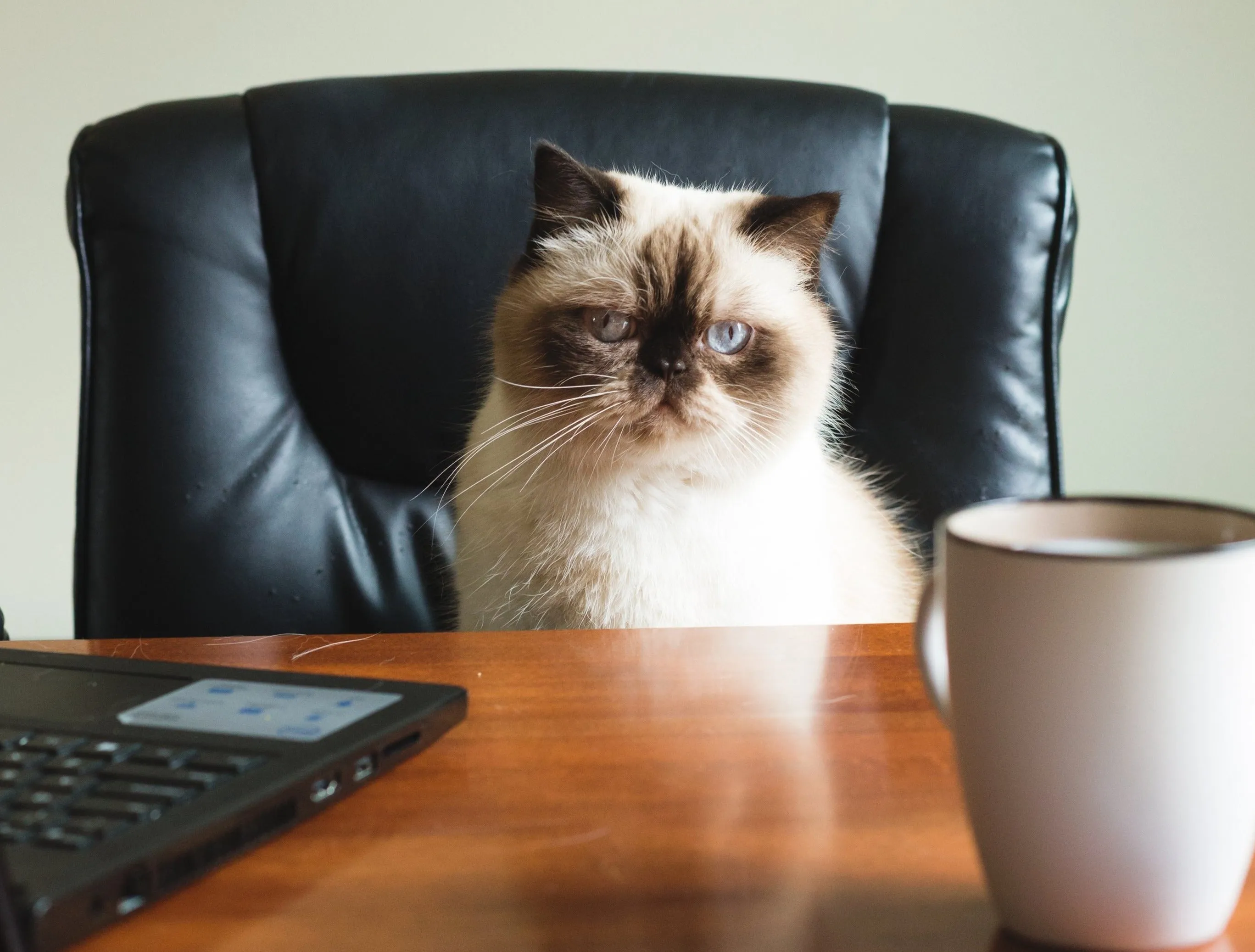 Best Behavior - aka: Happy Hour - Positive Training with Lifetime Results.