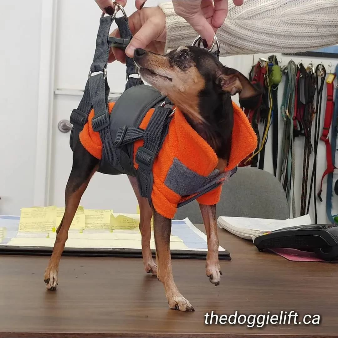Extra small harness