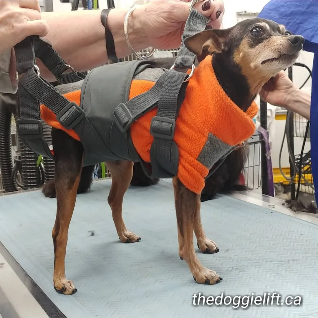 Extra small harness