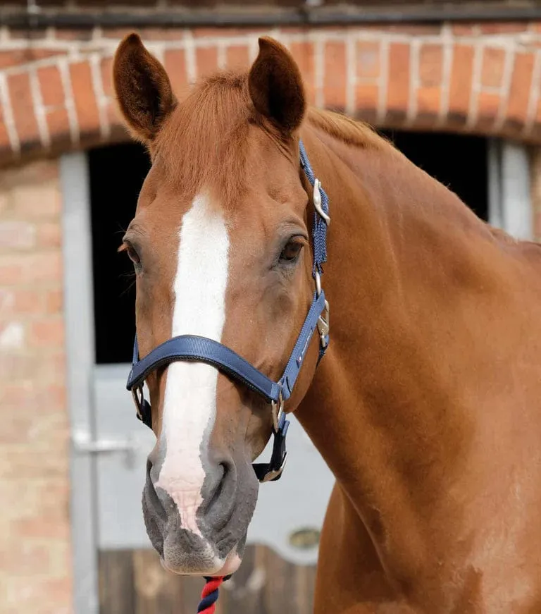 Premier Equine Padded Halter (6006)