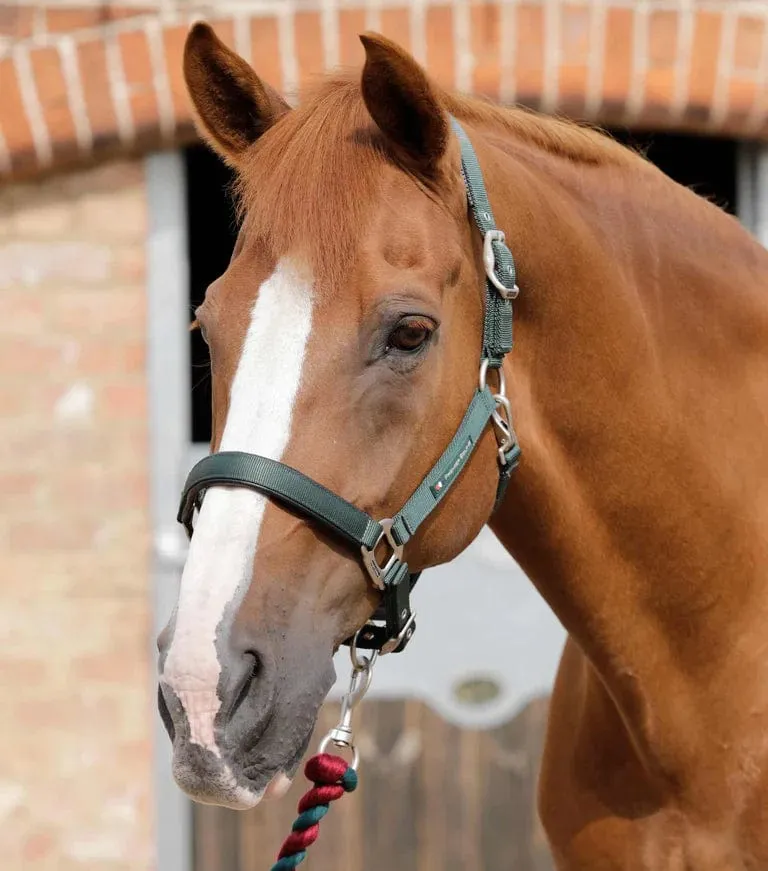 Premier Equine Padded Halter (6006)