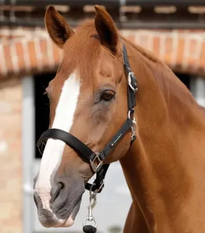 Premier Equine Padded Halter (6006)