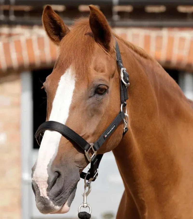 Premier Equine Padded Halter (6006)